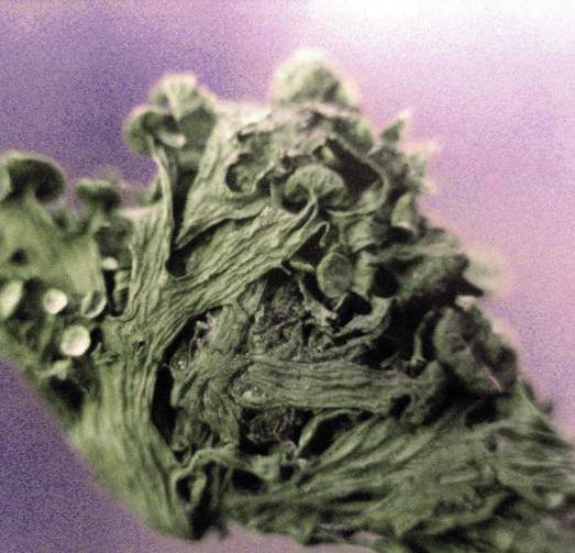 Рамалина равновершинная