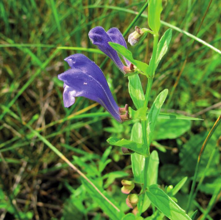 Шлемник сомнительный