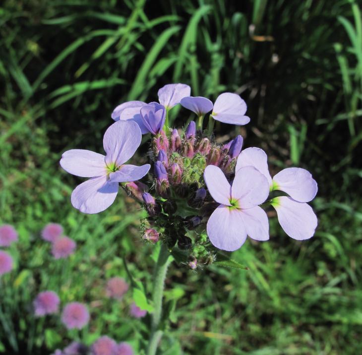 Вечерница сибирская