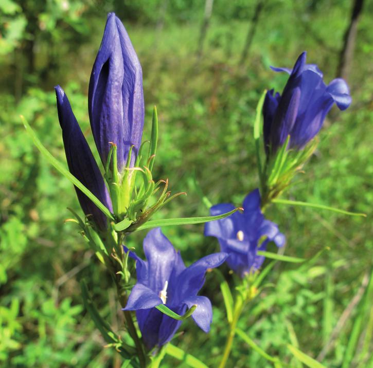 Горечавка легочная