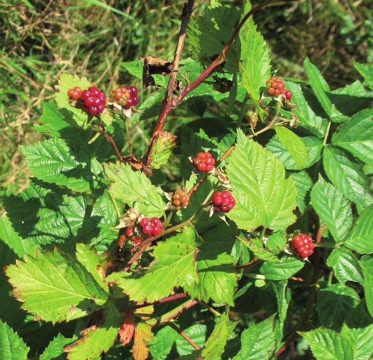 Ежевика несская (Куманика)