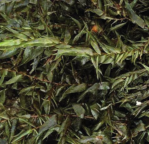 Фонтиналис гипновидный