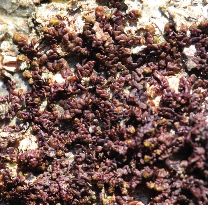 Фруллания расширенная