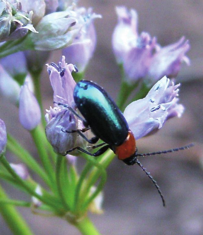 Цветная экзозома