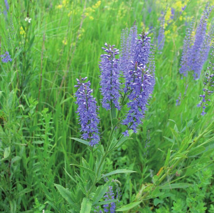 Вероника ненастоящая