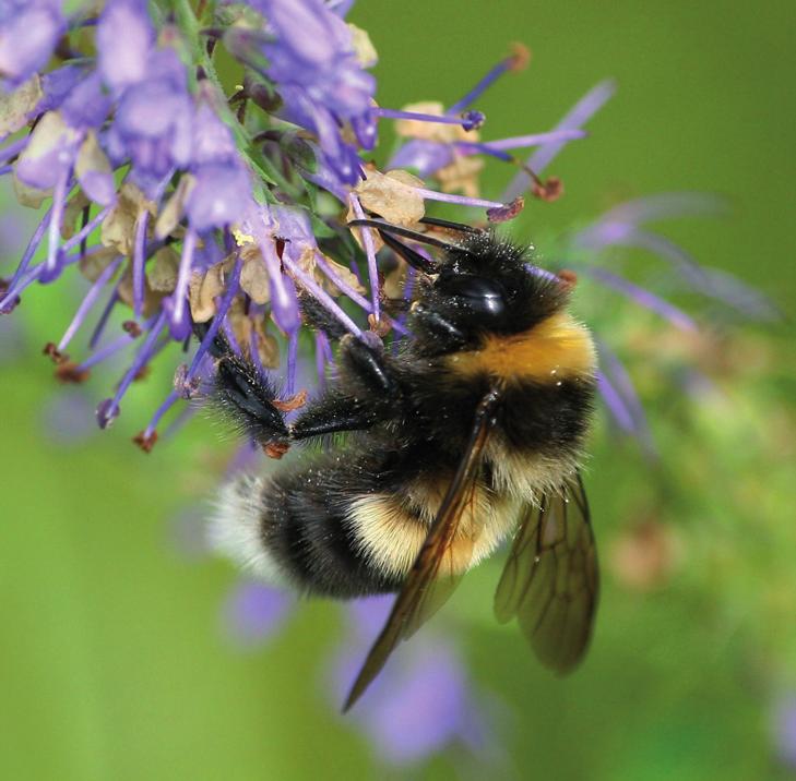 Шмель спорадикус