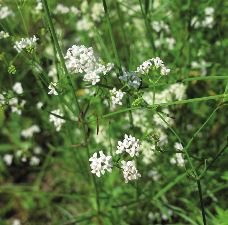 Подмаренник красильный