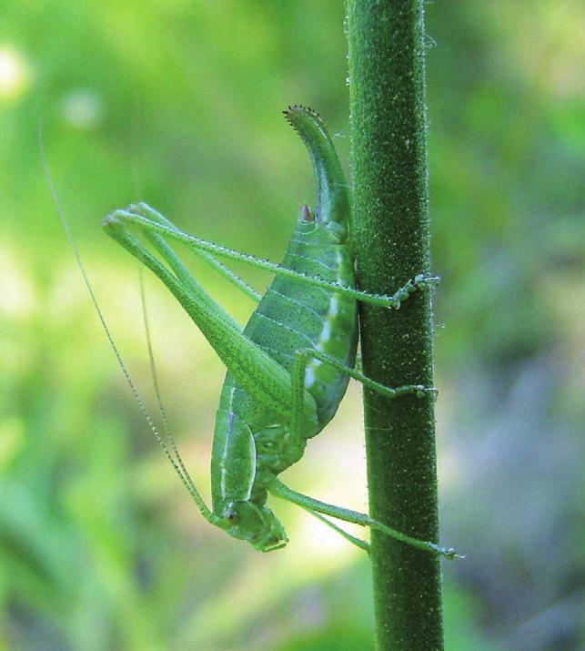 Восточный пилохвост