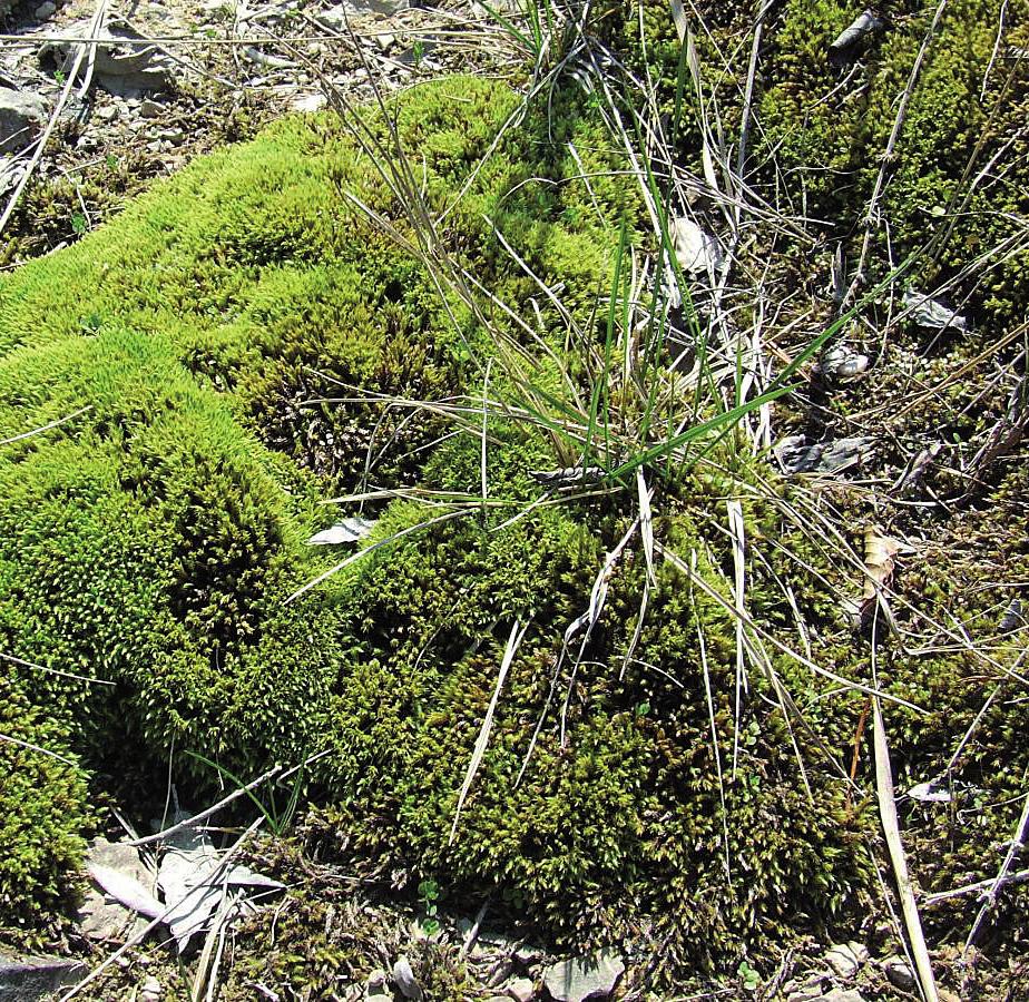 Филонотис известняковый