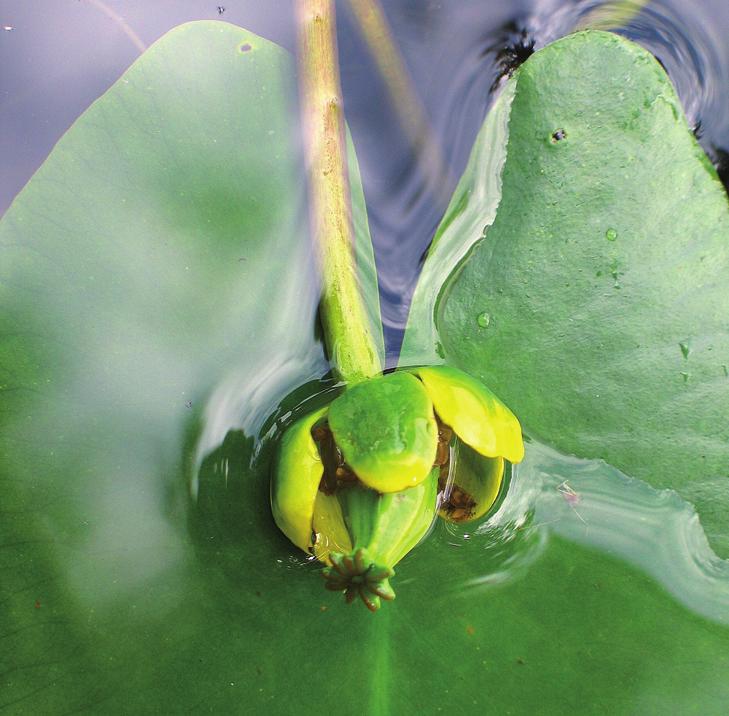 Кубышка малая