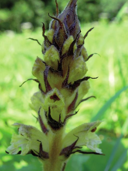 Заразиха бледноцветковая