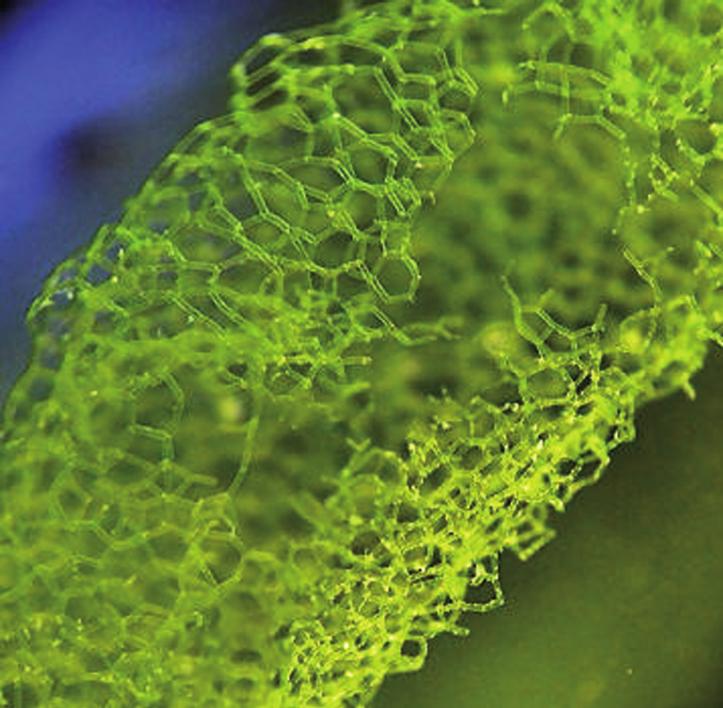 Гидродикцион водяной