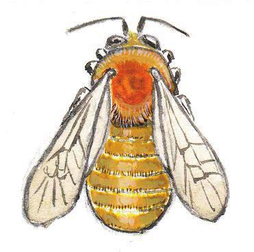 Моховой шмель