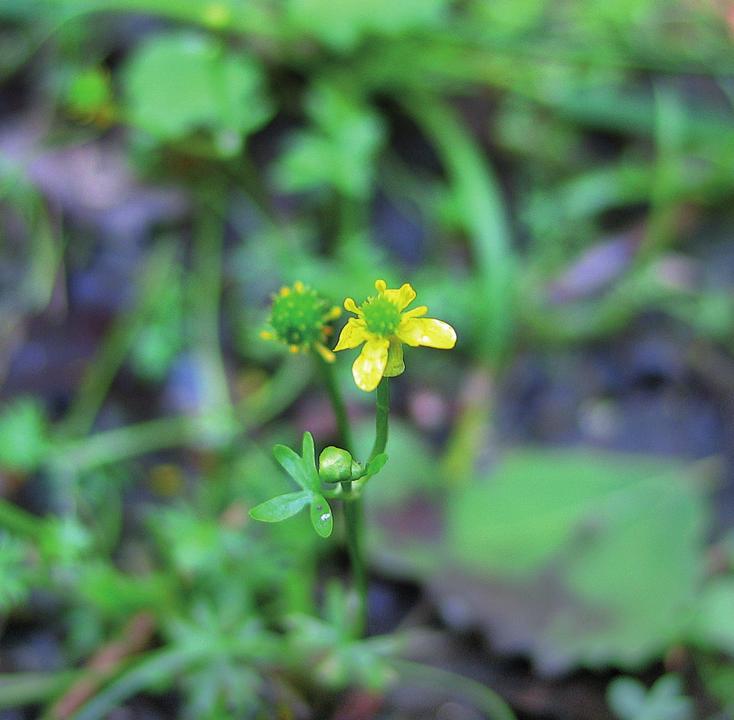 Лютик Гмелина