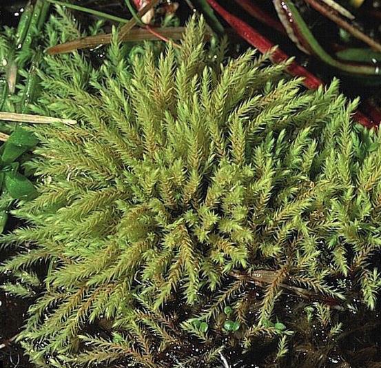 Филонотис дернистый