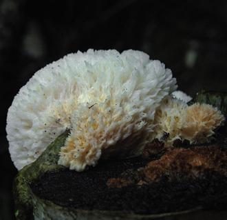 Климакодон красивейший