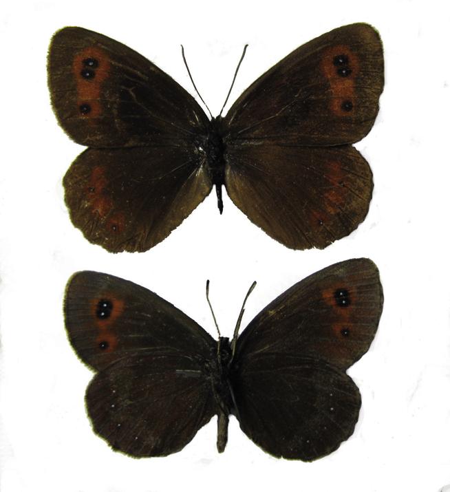 Чернушка эфиопка