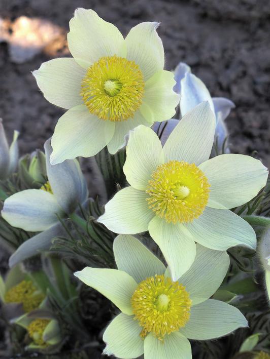 Прострел желтеющий