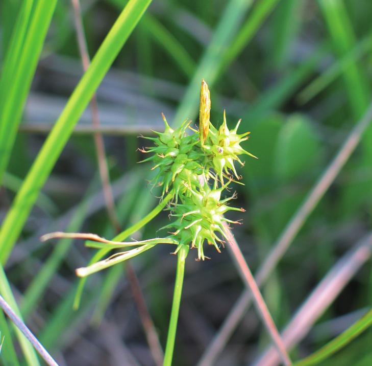 Осока желтая