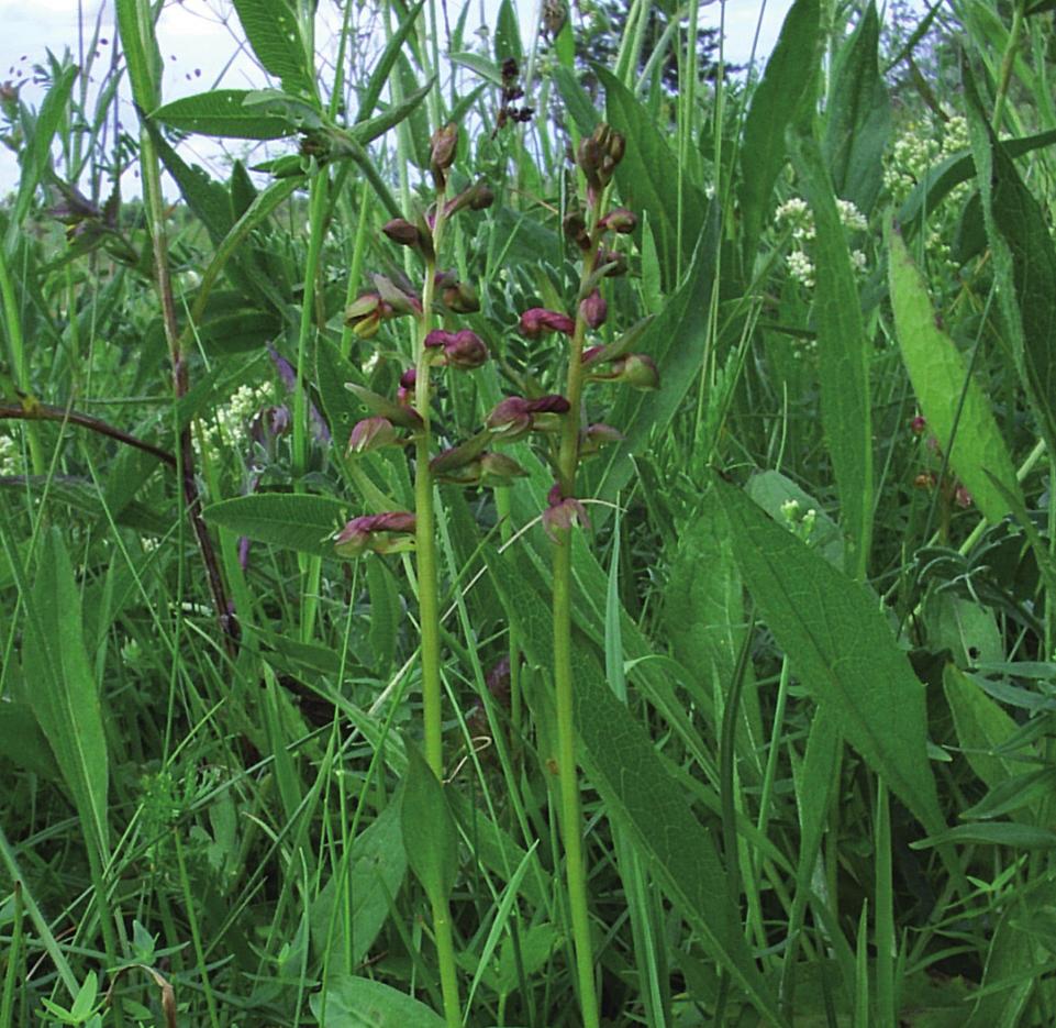 Пололепестник зеленый