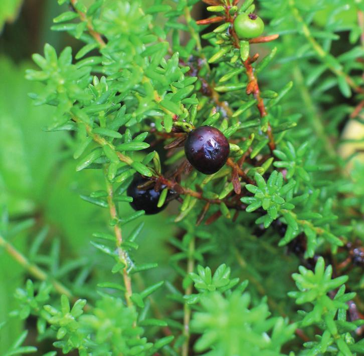 Водяника черная