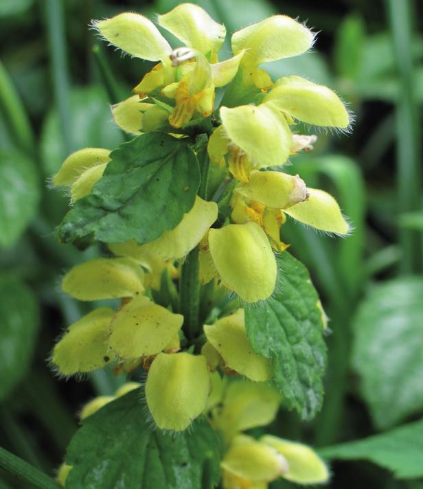 Зеленчук желтый