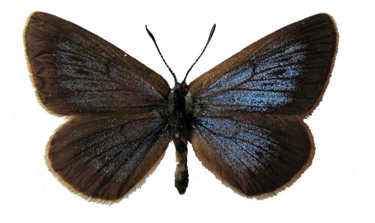 Черноватая голубянка