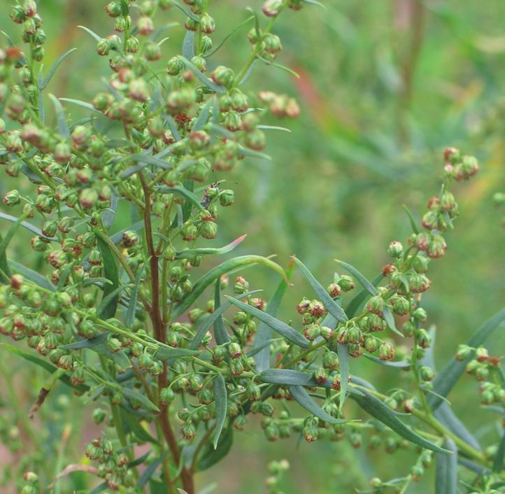 Полынь эстрагон