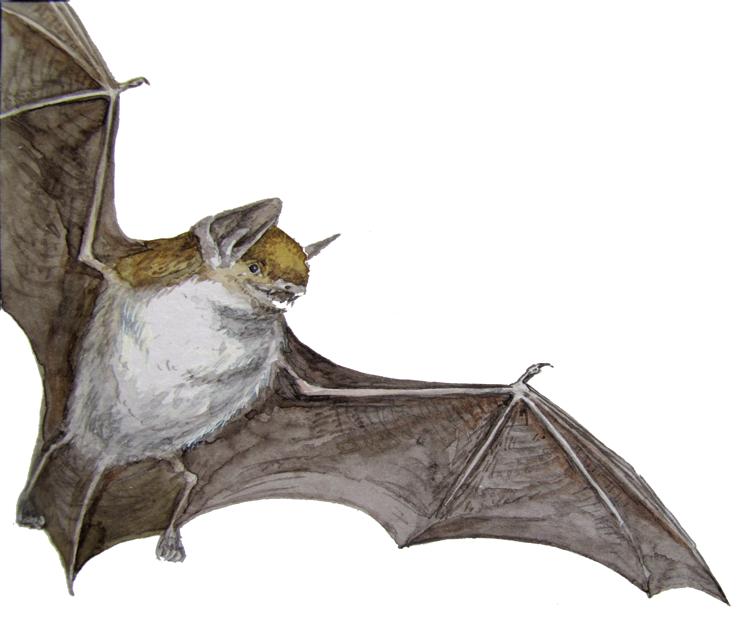 Прудовая ночница