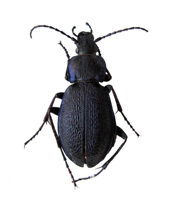 Жужелица Хеннинга