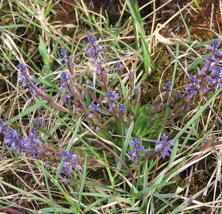 Истод горьковатый