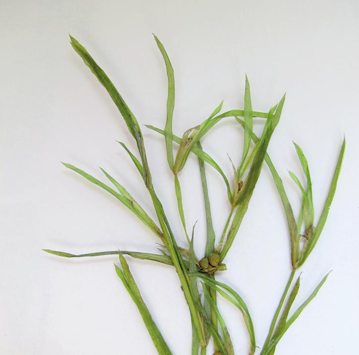 Рдест остролистный