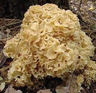 Спарассис курчавый