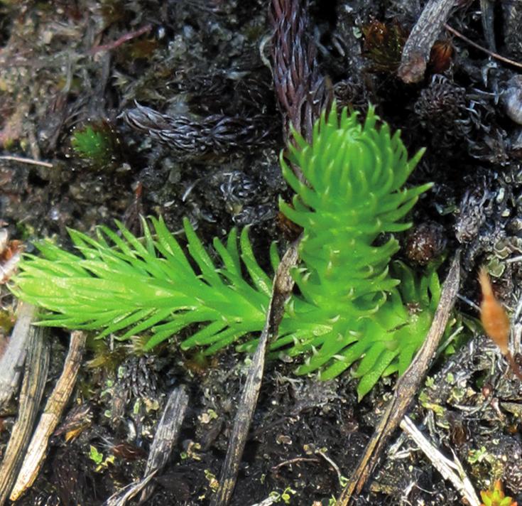 Ликоподиелла заливаемая