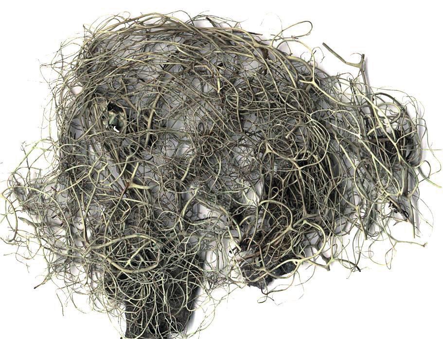 Бриория сивоватая