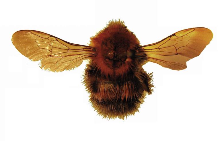 Шмель Шренка