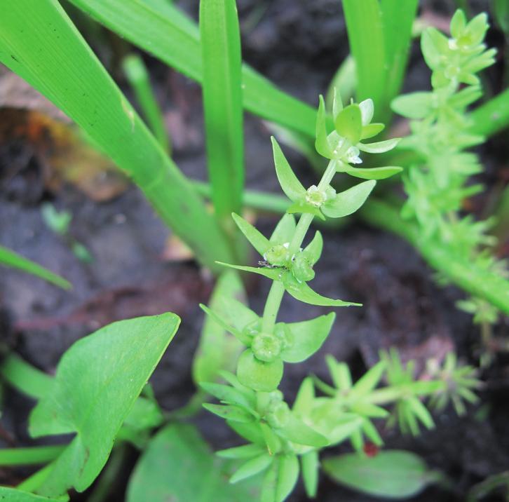 Повойничек мокричный