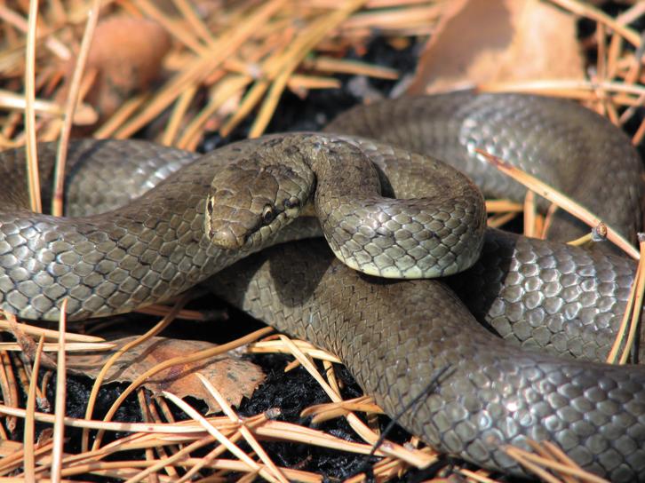 Обыкновенная медянка