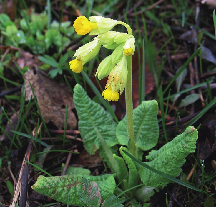Первоцвет крупночашечный