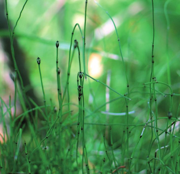 Хвощ камышковый