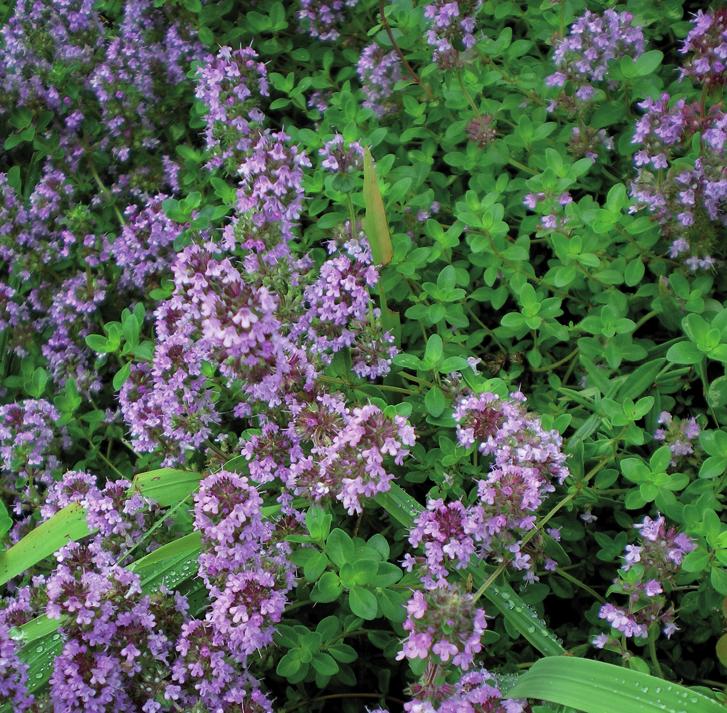 Тимьян овальный