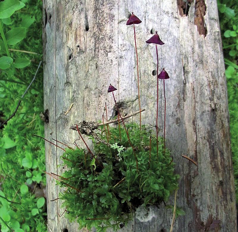 Сплахнум красный