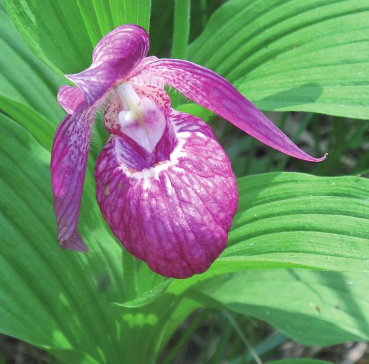 Венерин башмачок крупноцветковый