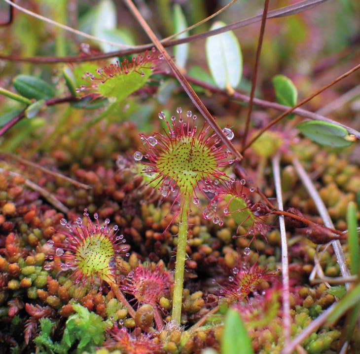 Росянка круглолистная