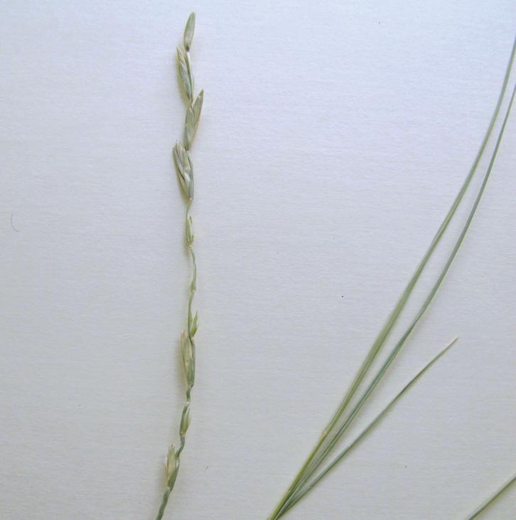 Пырей плевеловидный