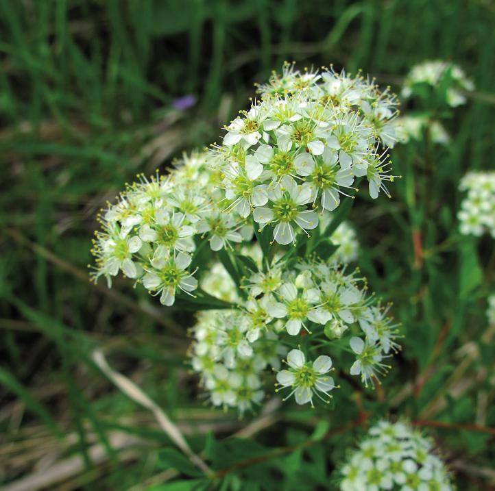 Спирея городчатая