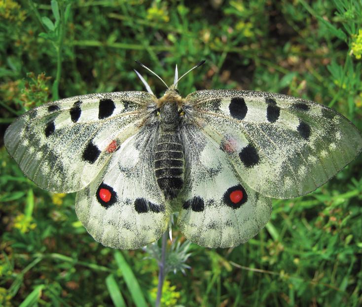 Обыкновенный аполлон