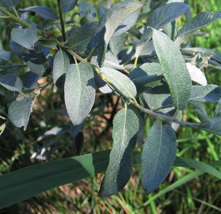 Ива лапландская