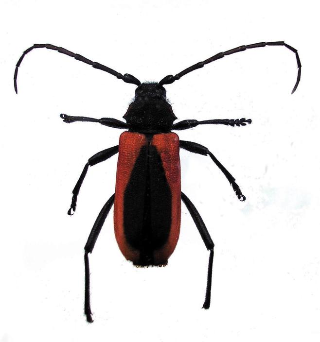 Усач-краснокрыл Келера