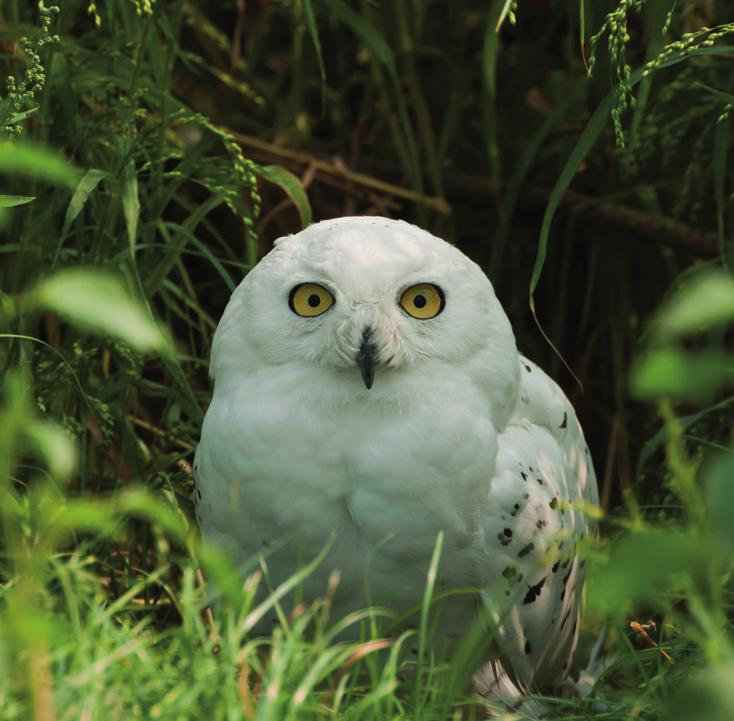Белая сова